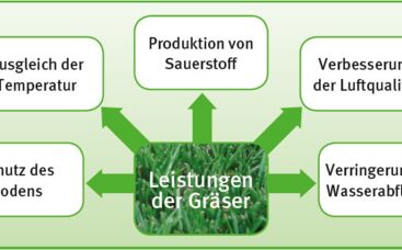 Stärken der Rasengräser werden oft unterschätzt