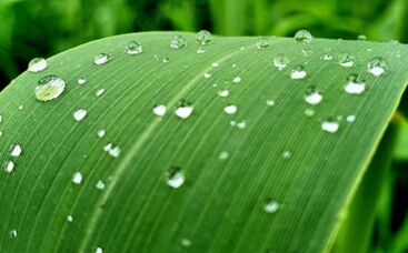 Biostimulanzien - Biologische Wundermittel für die "Rasen-Resilienz"?